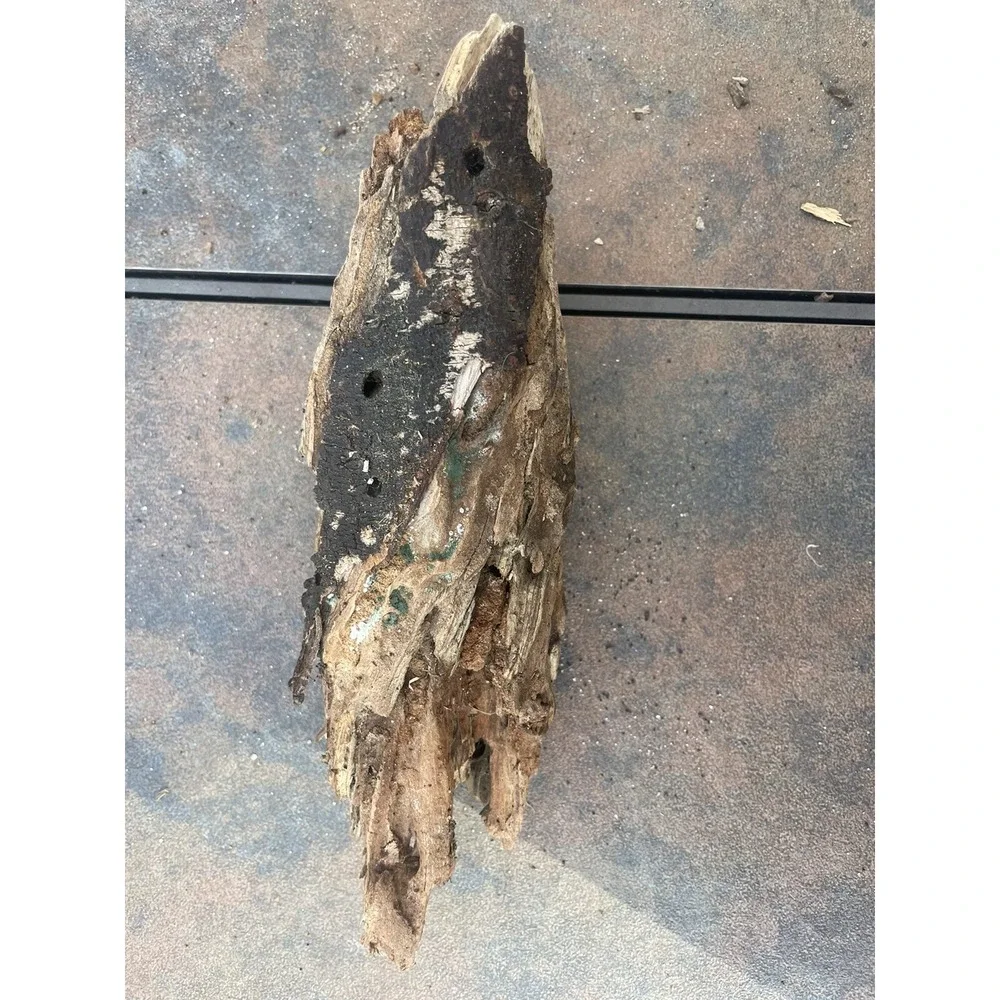 Natural Driftwood for Plants‎ Terrarium Taxidermy Art Projects